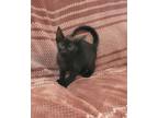 Adopt Bibi a American Shorthair