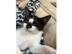 Adopt Cashew a American Shorthair
