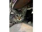 Adopt Roxy a American Shorthair