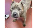 Adopt Titan a Pit Bull Terrier