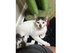 Adopt Ronnie a Domestic Short Hair