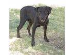 Adopt Tyrone a Rottweiler