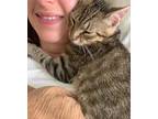 Adopt Rambo a Domestic Short Hair, Tabby