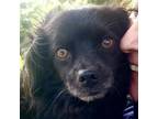 Adopt MARIO a Pomeranian