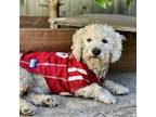 Adopt CURLY a Poodle