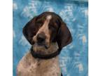 Adopt Henry a Bluetick Coonhound