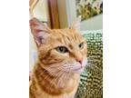 Adopt Pumpkin a Domestic Short Hair