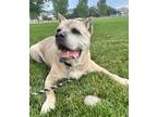 Adopt Luca a Cane Corso, Labrador Retriever