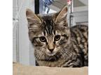 Adopt Baby cake a Maine Coon, Domestic Long Hair