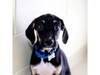 Adopt Petey a Treeing Walker Coonhound