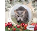 Adopt Junior a Domestic Short Hair