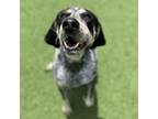 Adopt Zorro a Bluetick Coonhound