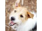 Adopt Escargot 20557 a Parson Russell Terrier, Jack Russell Terrier