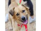 Adopt Moss 20622 a Golden Retriever, Mixed Breed
