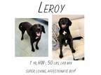 Adopt Leroy a Labrador Retriever