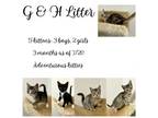 Adopt G&H Litter a Domestic Short Hair