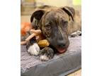 Adopt Dodger a Dutch Shepherd, Mixed Breed