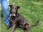 Adopt Sid 42239 a German Shepherd Dog