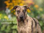 Adopt Graham Cracker a Catahoula Leopard Dog, Mixed Breed