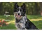 Adopt Jim Hopper a Border Collie, Mixed Breed