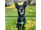 Adopt Cheese Sticks a Mixed Breed, German Shepherd Dog