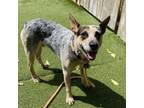 Adopt Hopkins a Australian Cattle Dog / Blue Heeler