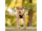Adopt Bullet a Doberman Pinscher