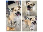 Adopt Blue a Rottweiler, Husky