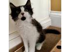 Adopt Dubai a Domestic Short Hair