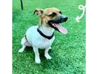 Adopt Pixel a Jack Russell Terrier