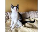 Adopt Denali a Domestic Short Hair