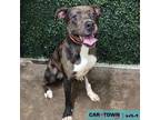 Adopt Anthony Edwards a Pit Bull Terrier, Catahoula Leopard Dog