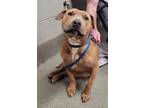 Adopt Ceasar a Pit Bull Terrier