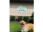 Adopt Church/Cooper a Labrador Retriever
