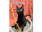 Adopt Sherwin a Domestic Short Hair