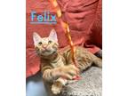 Adopt Felix a Tabby
