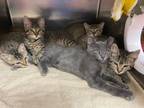Adopt Bobby N a Tabby