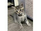 Adopt Luke a Domestic Short Hair, Tabby