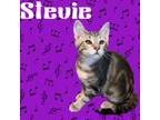 Adopt Stevie a Domestic Short Hair