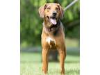 Adopt Scooby a Hound, Mixed Breed