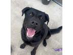 Adopt Marsh a Labrador Retriever, Mixed Breed