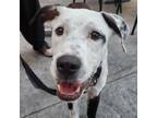 Adopt Lucky a Great Dane, Pointer