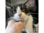 Adopt Ares a Domestic Short Hair
