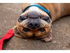Adopt Romeo a Pit Bull Terrier