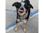 Adopt Bandit a Australian Cattle Dog / Blue Heeler