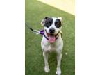 Adopt Ryan Evans a Shar-Pei, American Staffordshire Terrier