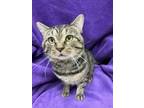 Adopt Beluga a Domestic Short Hair, Tabby