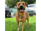 Adopt Chicken a Black Mouth Cur, Rhodesian Ridgeback