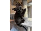 Adopt Blair a American Shorthair