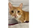 Adopt Ollie a American Shorthair